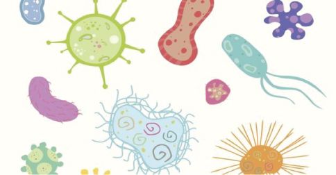 Prebiotic Yeast Cell Wall Prebiotic Yeast Cell Wall