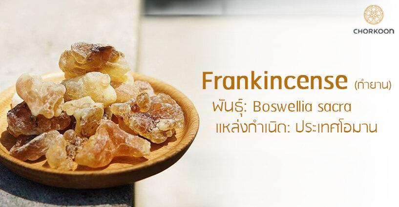 Frankincense (กำยาน) พันธุ์: Boswellia sacra แหล่งกำเนิด: ประเทศโอมาน Frankincense (กำยาน) พันธุ์: Boswellia sacra แหล่งกำเนิด: ประเทศโอมาน