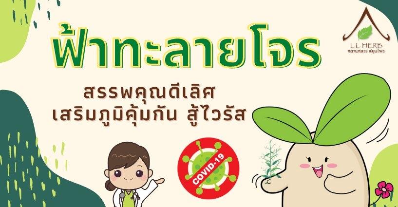 สมุนไพร ฟ้าทะลายโจร สรรพคุณดีเลิศ เสริมภูมิคุ้มกัน สู้ไวรัส สมุนไพร ฟ้าทะลายโจร สรรพคุณดีเลิศ เสริมภูมิคุ้มกัน สู้ไวรัส
