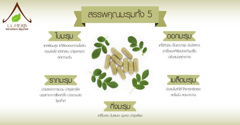 สารพัดประโยชน์ หลากสรรพคุณ มะรุมทั้ง 5 สารพัดประโยชน์ หลากสรรพคุณ มะรุมทั้ง 5