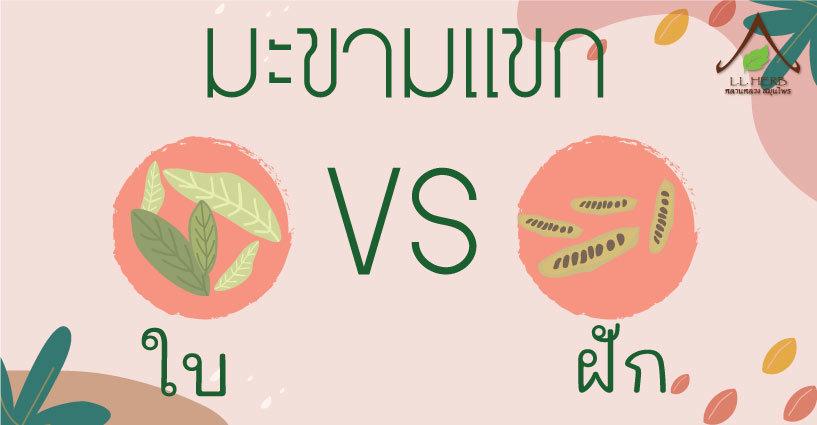 ใบมะขามแขก กับ ฝักมะขามแขก ใช้อันไหน? ใบมะขามแขก กับ ฝักมะขามแขก ใช้อันไหน?