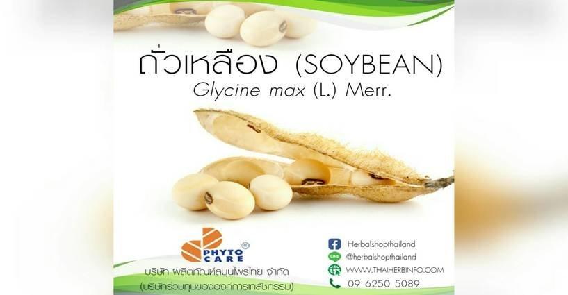 ถัวเหลือง ถัวเหลือง