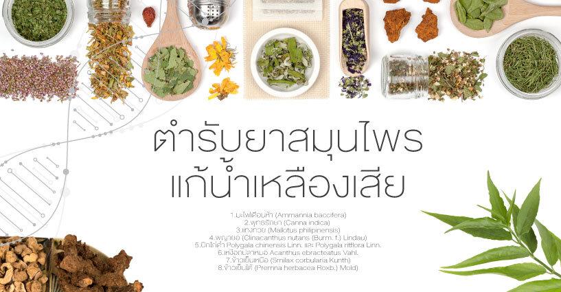 ตำรับยาสมุนไพรแก้น้ำเหลืองเสีย ตำรับยาสมุนไพรแก้น้ำเหลืองเสีย