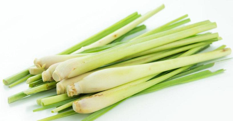 สรรพคุณชาสมุนไพรตะไคร้ (Properties of Lemongrass) สรรพคุณชาสมุนไพรตะไคร้ (Properties of Lemongrass)