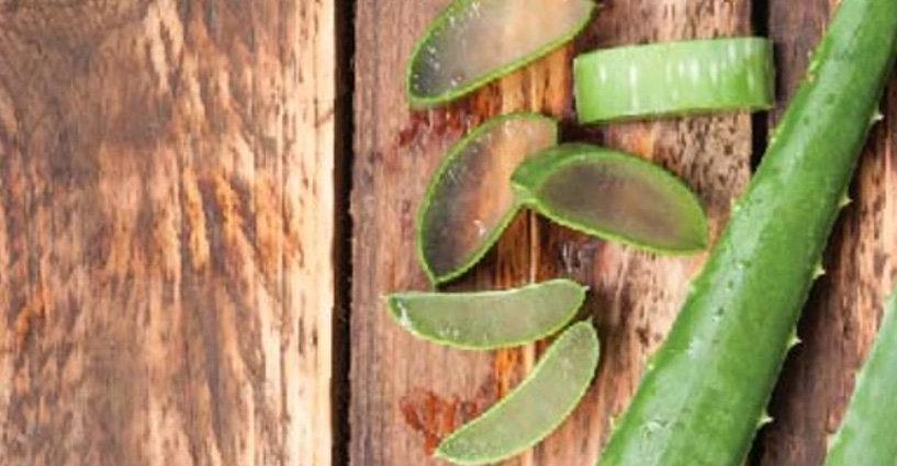 Properties of Herbadyne: Aloe Vera (ว่านหางจระเข้) Properties of Herbadyne: Aloe Vera (ว่านหางจระเข้)