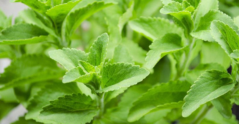สรรพคุณชาสมุนไพรใบหญ้าหวาน (Properties of Stevia Leaf) สรรพคุณชาสมุนไพรใบหญ้าหวาน (Properties of Stevia Leaf)