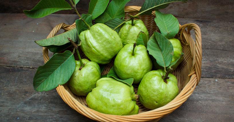 Properties of Herbadyne: Guava Leaf (ใบฝรั่ง) Properties of Herbadyne: Guava Leaf (ใบฝรั่ง)
