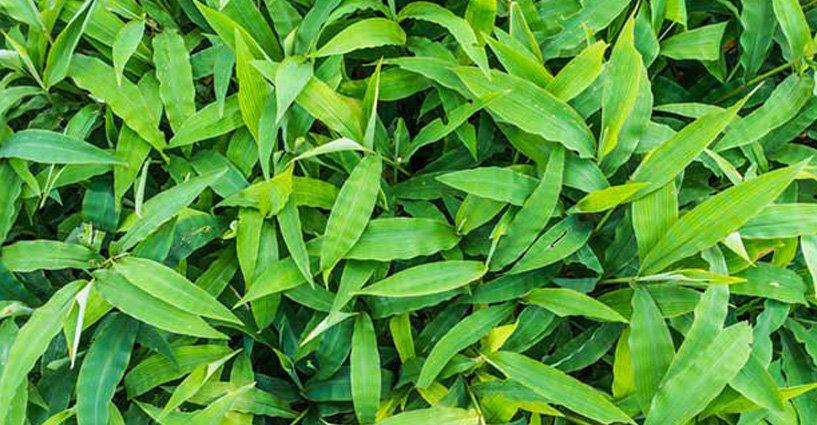 สรรพคุณชาสมุนไพรหญ้ารีแพร์ (Properties of Barbed Grass)