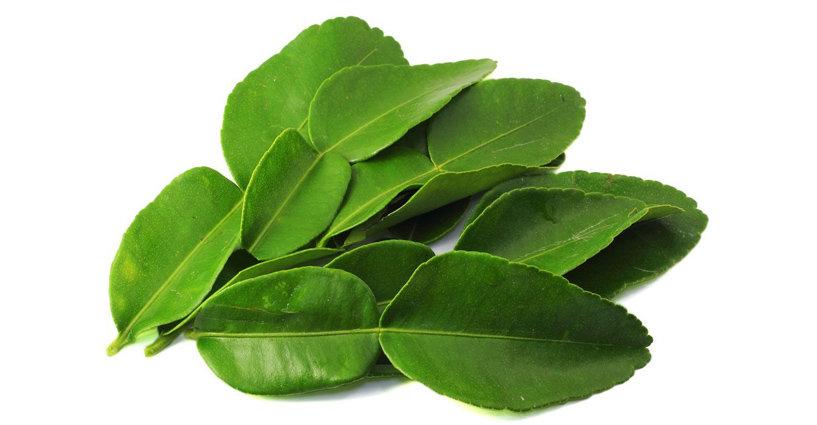 สรรพคุณชาสมุนไพรใบมะกรูด (Properties of Kaffir Lime Leaf) สรรพคุณชาสมุนไพรใบมะกรูด (Properties of Kaffir Lime Leaf)