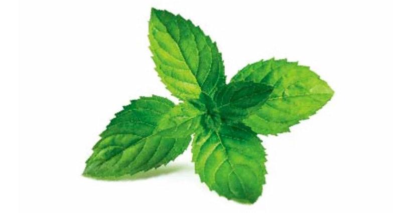 Properties of Herbadyne: Peppermint (เปปเปอร์มิ้นต์) Properties of Herbadyne: Peppermint (เปปเปอร์มิ้นต์)