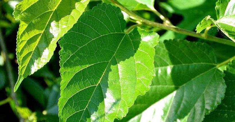 สรรพคุณชาสมุนไพรใบหม่อน (Properties of Mulberry Leaf) สรรพคุณชาสมุนไพรใบหม่อน (Properties of Mulberry Leaf)