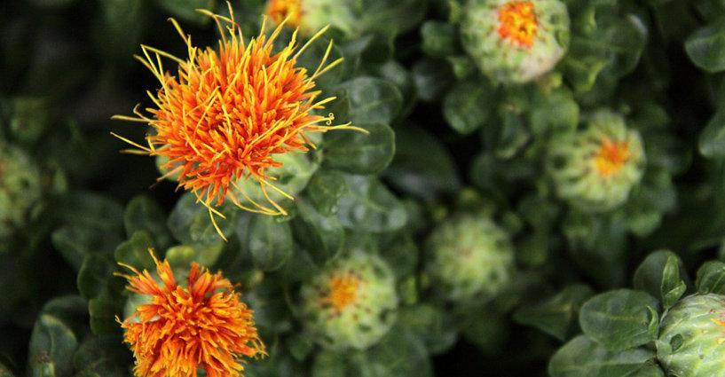 สรรพคุณชาสมุนไพรดอกคำฝอย (Properties of Safflower)