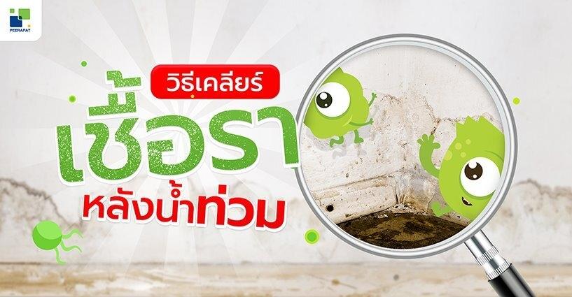เคล็ดลับเคลียร์เชื้อราหลังน้ำท่วม เคล็ดลับเคลียร์เชื้อราหลังน้ำท่วม