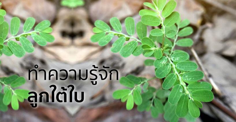 ทำความรู้จักลูกใต้ใบ ทำความรู้จักลูกใต้ใบ