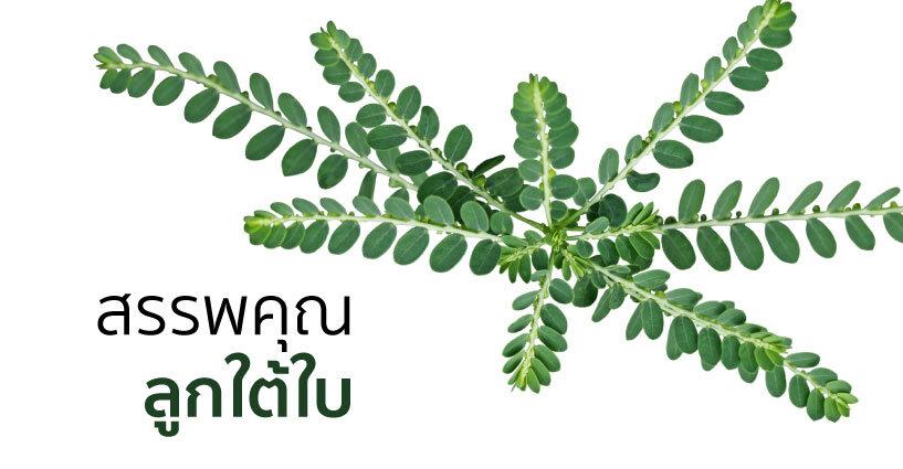 สรรพคุณลูกใต้ใบ สรรพคุณลูกใต้ใบ