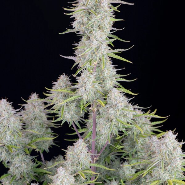 Wedding Cheesecake (Auto) SEED WITH ME