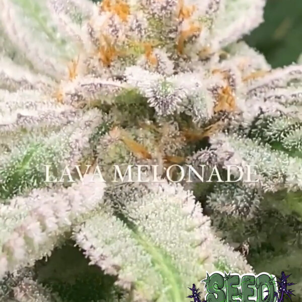 LAVA MELONADE (FEM) SEED WITH ME