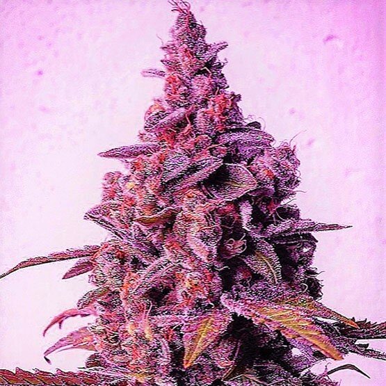 Mandarin Zkittlez (FEM) SEED WITH ME