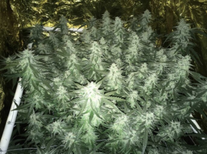 O.G Kush (AUTO) SEED WITH ME