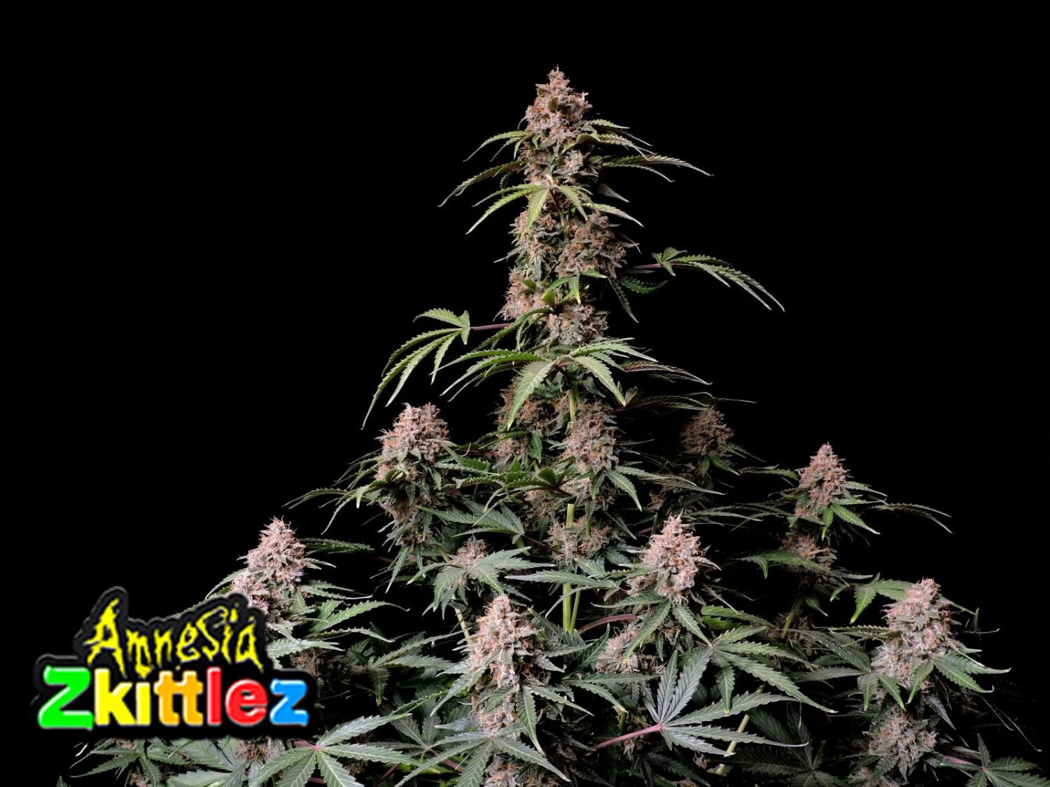 amnesia-zkittlez-auto-seed-with-me