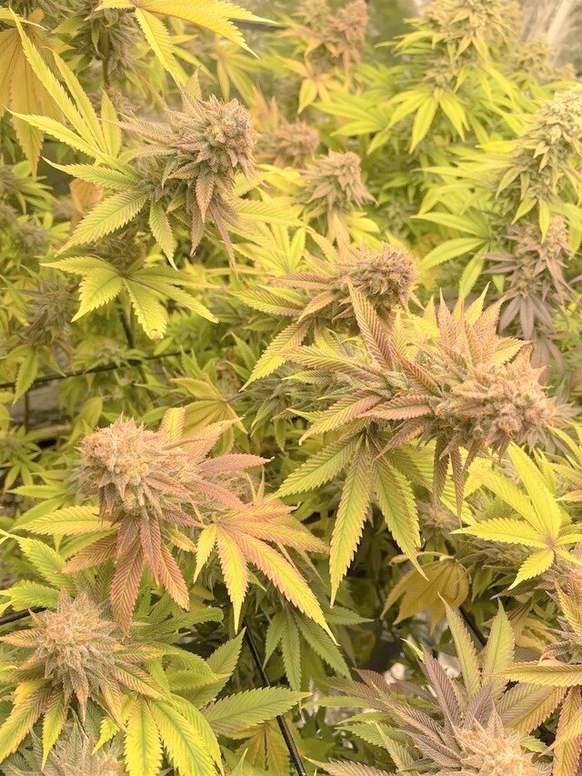 Cakes N Cream (FEM) SEED WITH ME