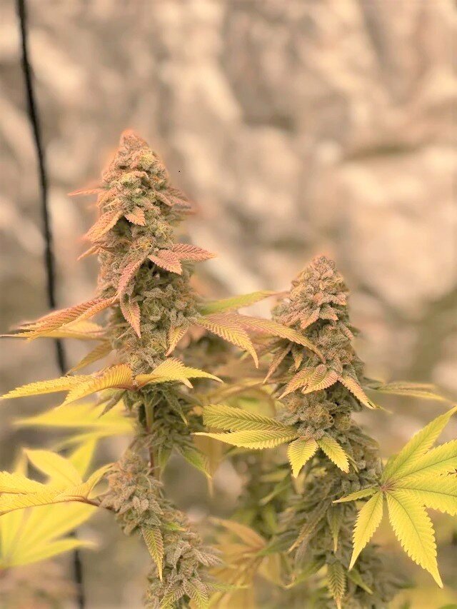 Cakes N Cream (FEM) SEED WITH ME