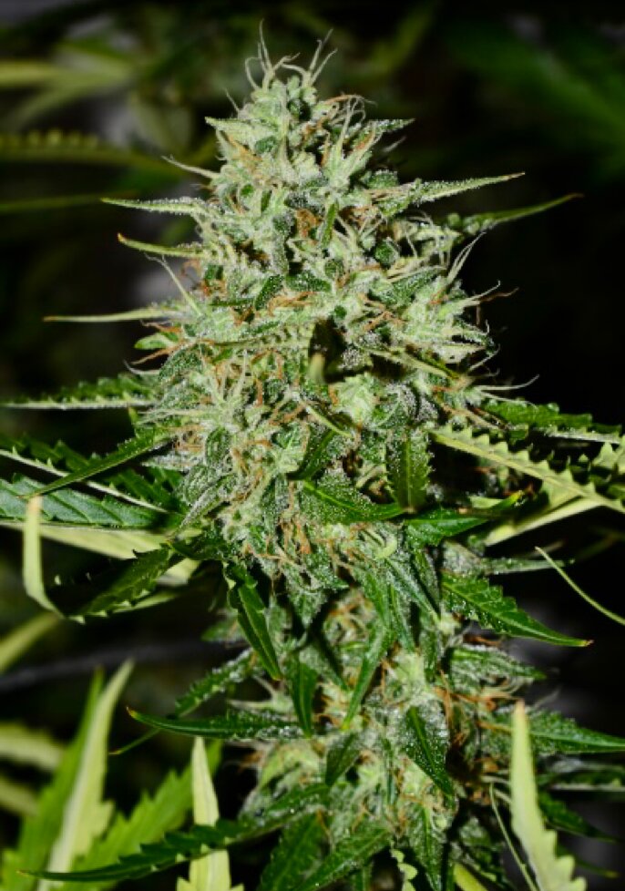 BCN Critical XXL (AUTO) SEED WITH ME