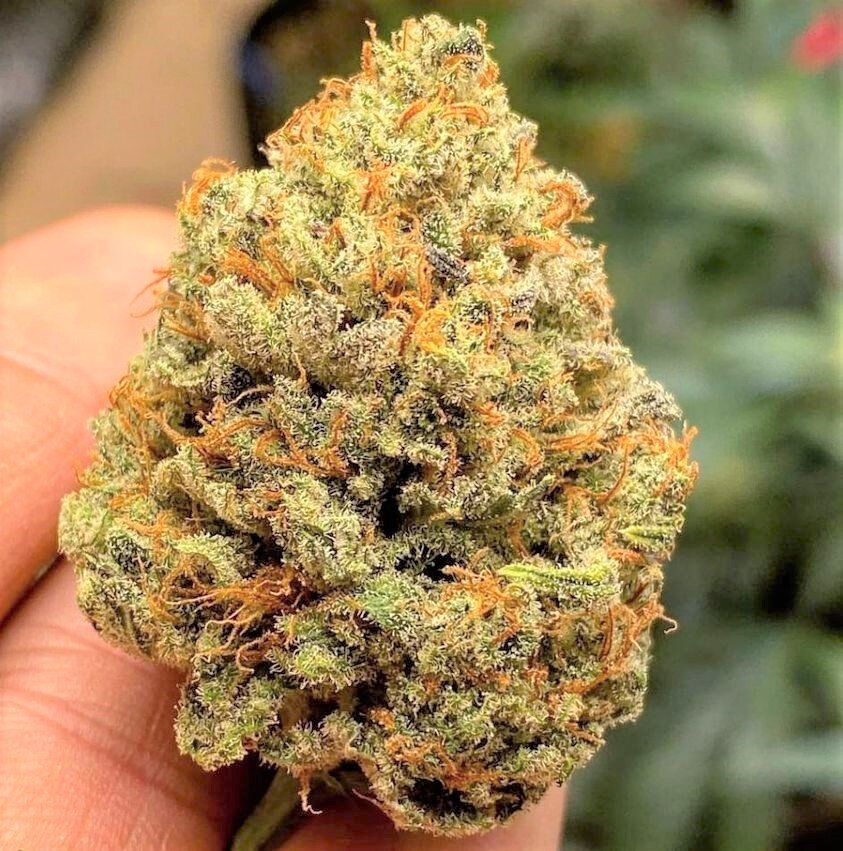 Pina (AUTO) Rbx2 SEED WITH ME