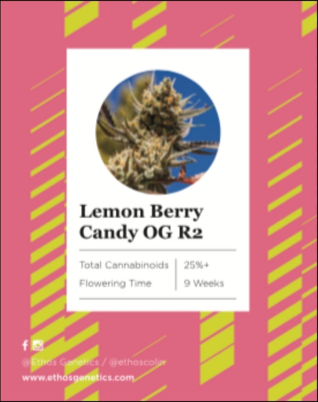 Lemon Berry Candy OG R2 (FEM) SEED WITH ME