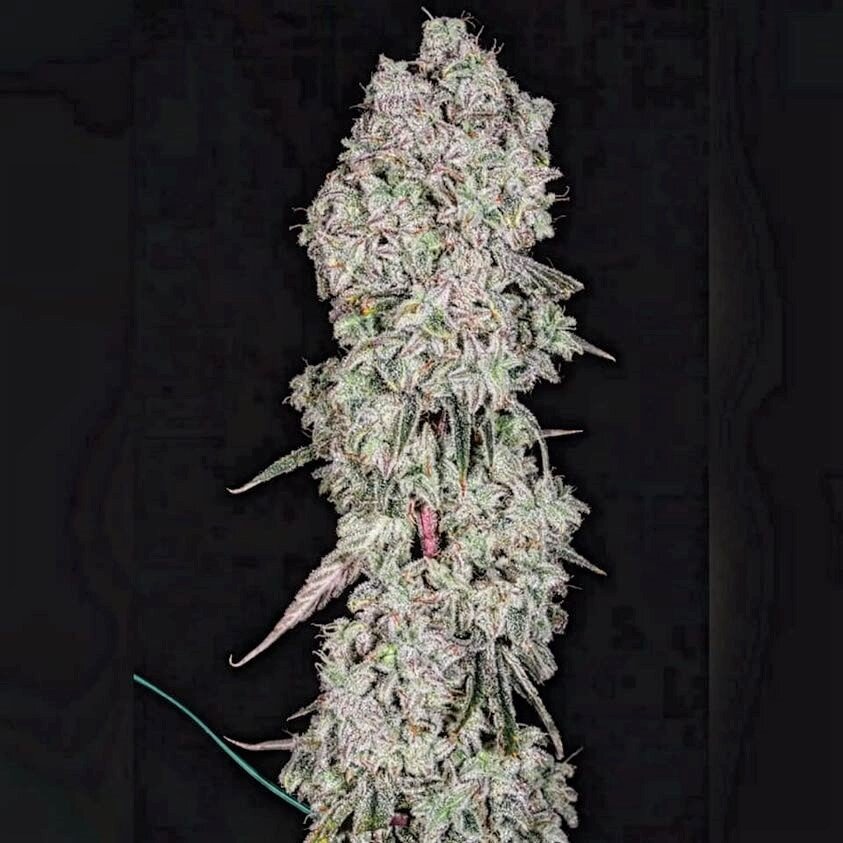 Pineapple Runtz (AUTO) Rbx2 SEED WITH ME