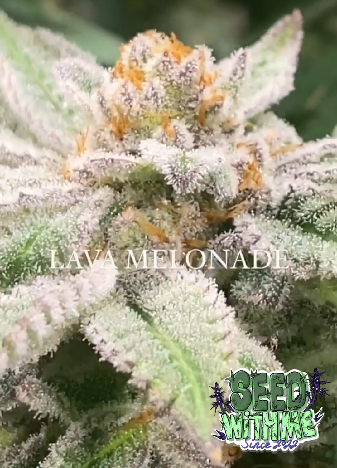 LAVA MELONADE (FEM) SEED WITH ME