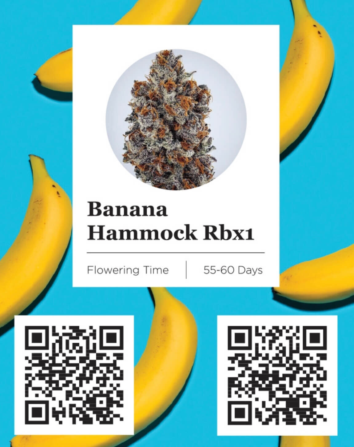 Banana Hammock Rbx (FEM) SEED WITH ME