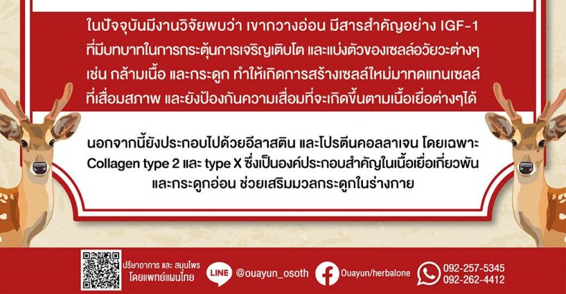 เขากวางอ่อน ยาจีนที่ใช้มานานกว่า 2000ปี เขากวางอ่อน ยาจีนที่ใช้มานานกว่า 2000ปี